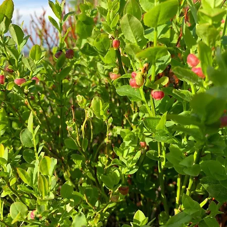 Polana * ديمانوفْشكا دولِنا